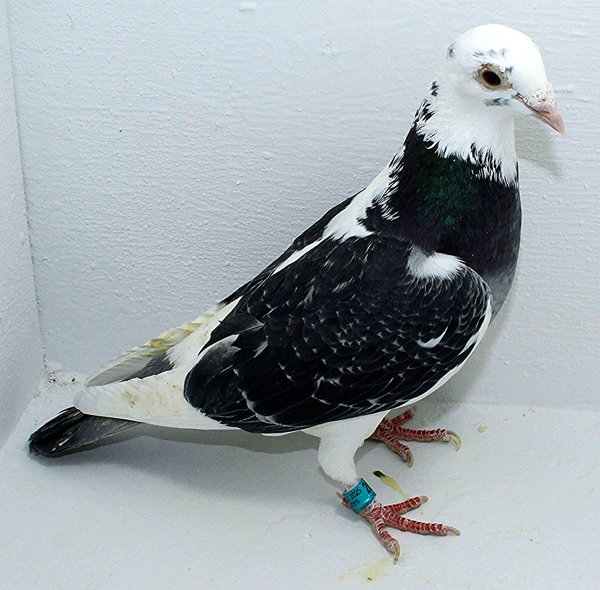 Band: AU 20074 Foys 2025